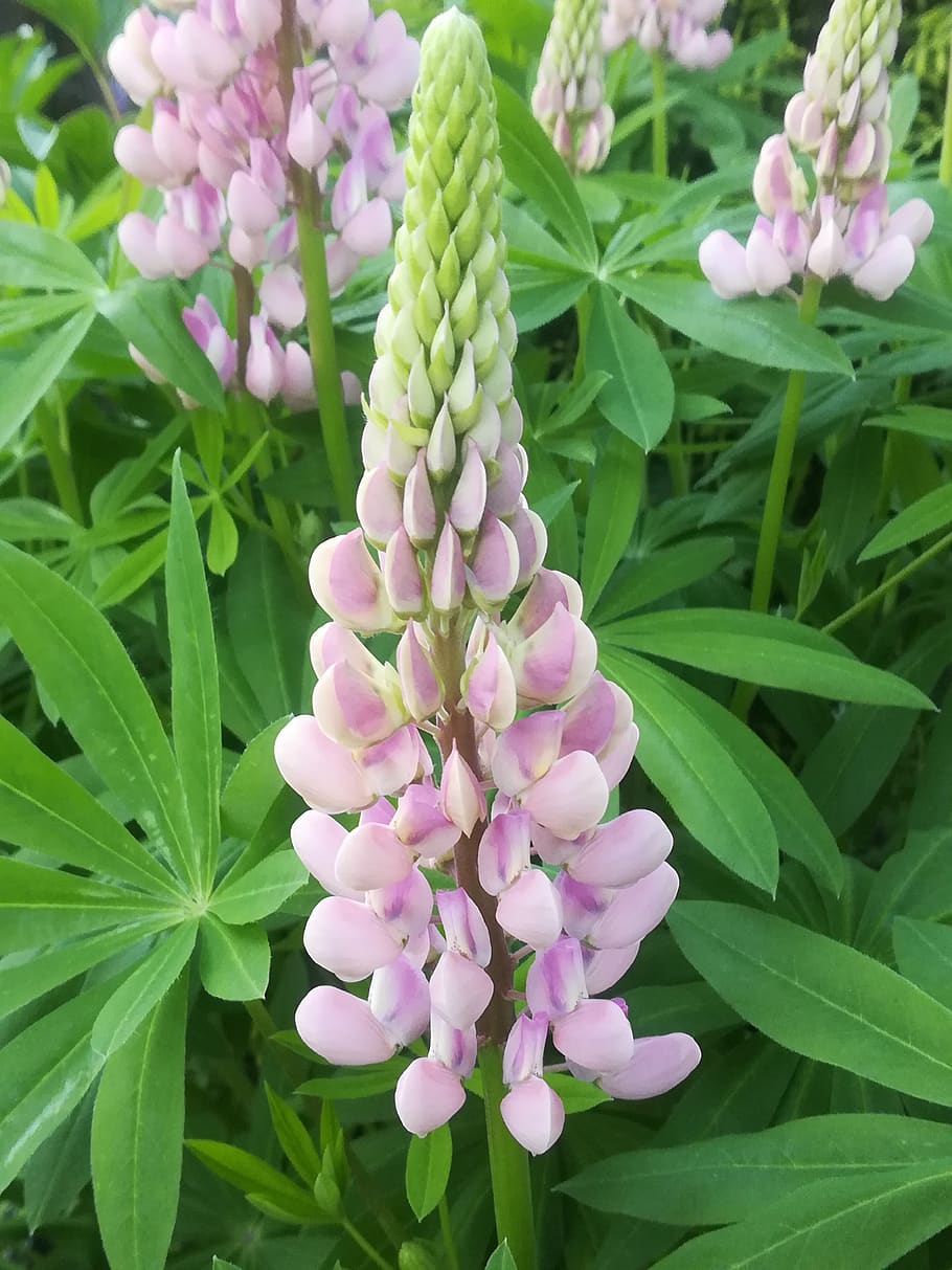 garden, lupine, plant, growth, flowering plant, plant part HD wallpaper