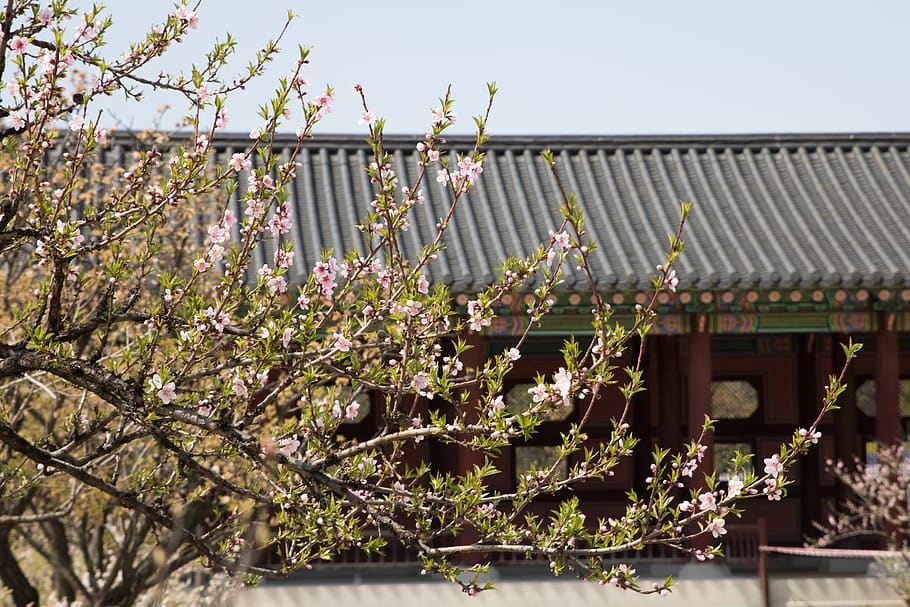 flowers, wood, plants, nature, garden, republic of korea, seoul, HD wallpaper