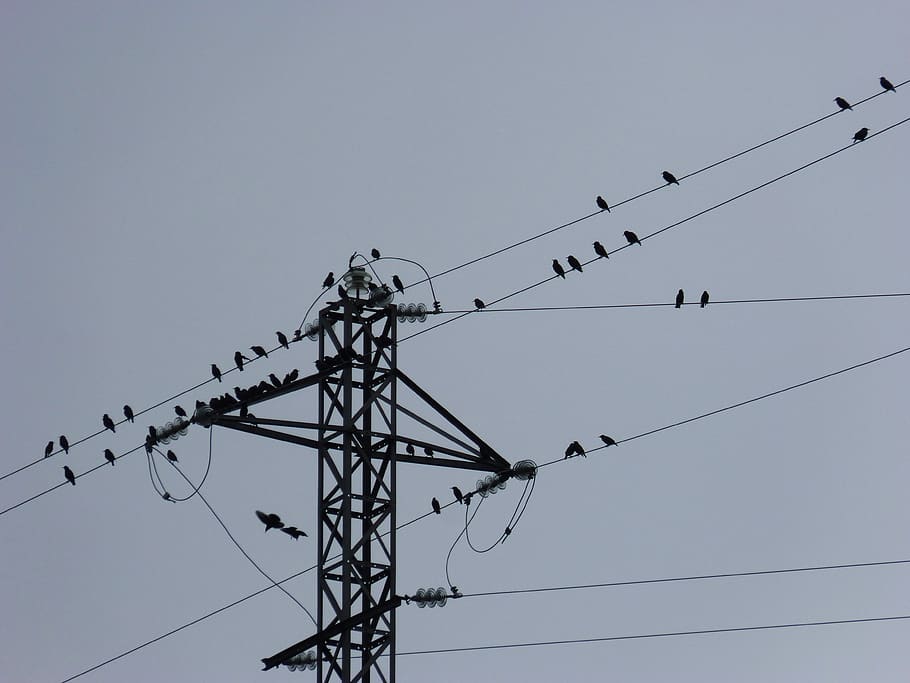 birds, cables, power line, sky, low angle view, electricity