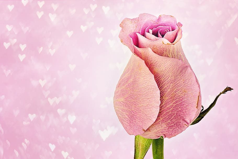 Hình nền hoa hồng đồ họa màu hồng là món quà tuyệt vời nhất cho ngày lễ tình nhân. Từ sắc hồng tươi sáng đến ánh tím quyến rũ, hình ảnh của hoa hồng này khiến tất cả mọi người phải say mê.