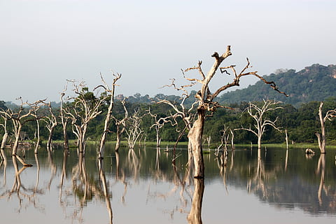 Trees, Yala, Lanka, National, sri, travel, exotic, nature, ceylon HD wallpaper