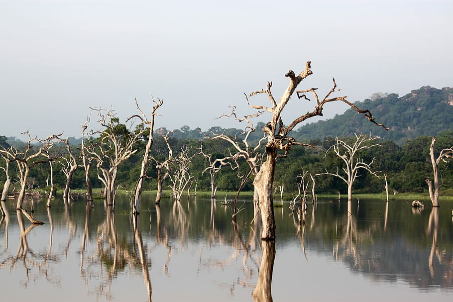 Trees, Yala, Lanka, National, sri, travel, exotic, nature, ceylon HD wallpaper