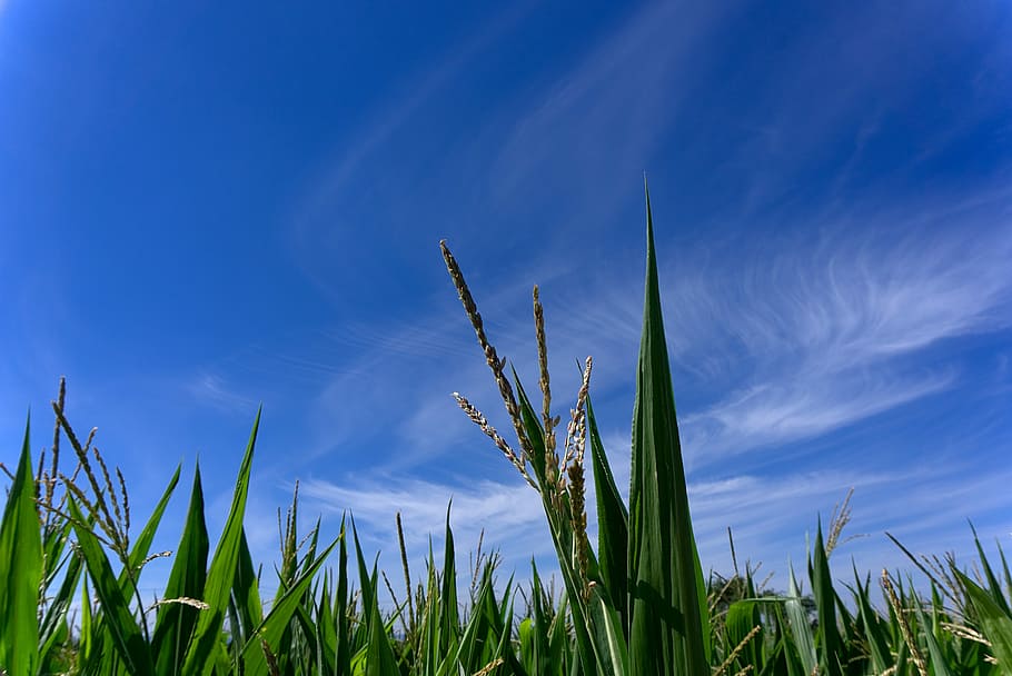 Corn, Cornfield, Agriculture, harvest, arable, incomplete, sky HD wallpaper
