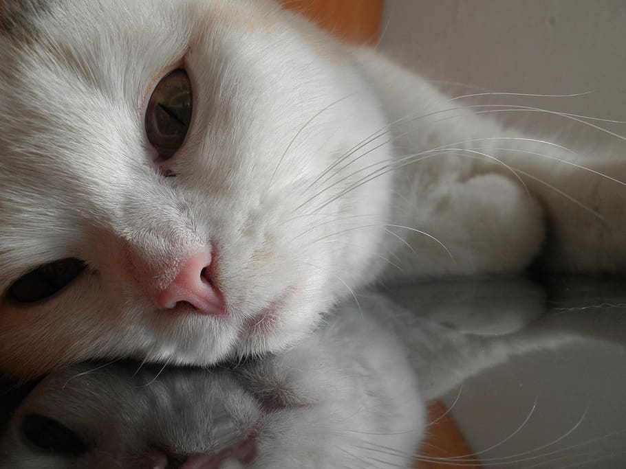cat, cat face, head, animals, pets, animal themes, domestic cat HD wallpaper