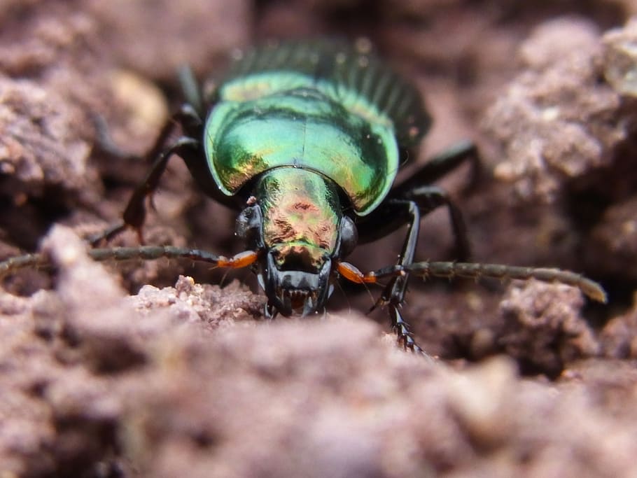 ground beetles, insect, nature, forest, animal themes, animals in the wild HD wallpaper