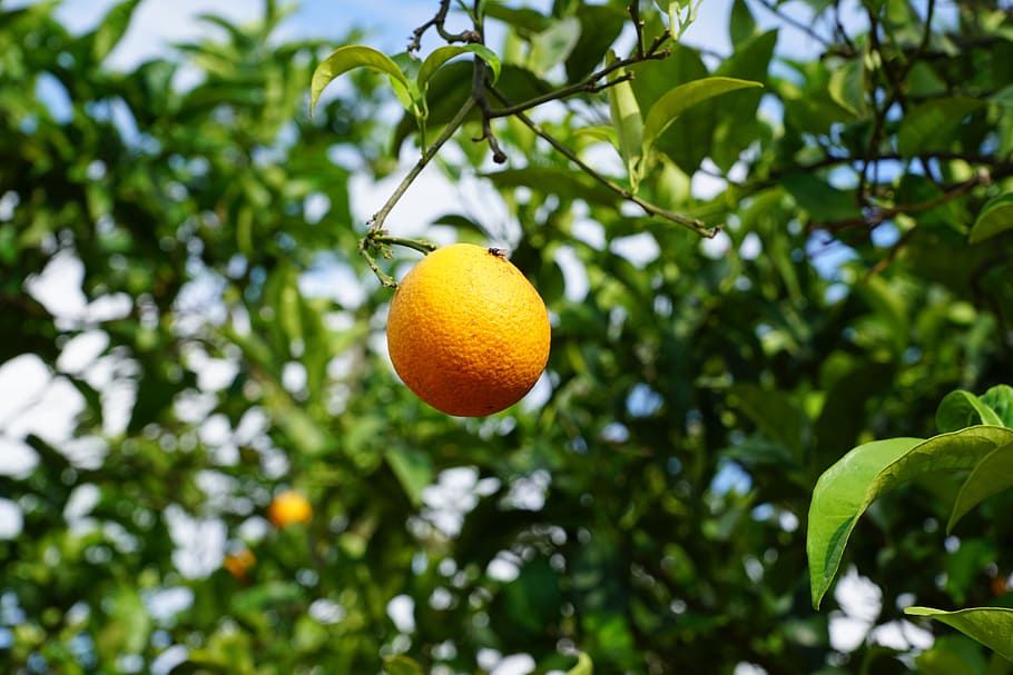 mandarin, tree, citrus fruits, mediterranean, spring, aroma, HD wallpaper