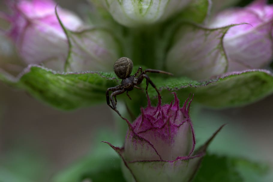 spider, black, flower, arachnid, one animal, plant, close-up HD wallpaper