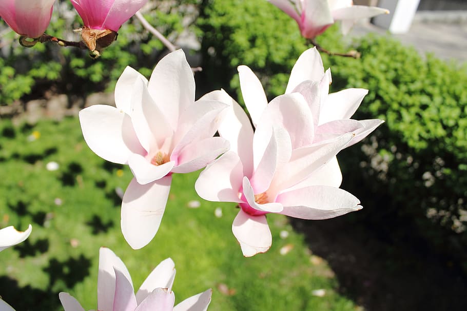 flowers, bloom, spring, floral, flowering plant, pink color HD wallpaper