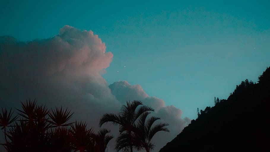 coconut trees under white clouds, silhouette of palm tree, sky HD wallpaper