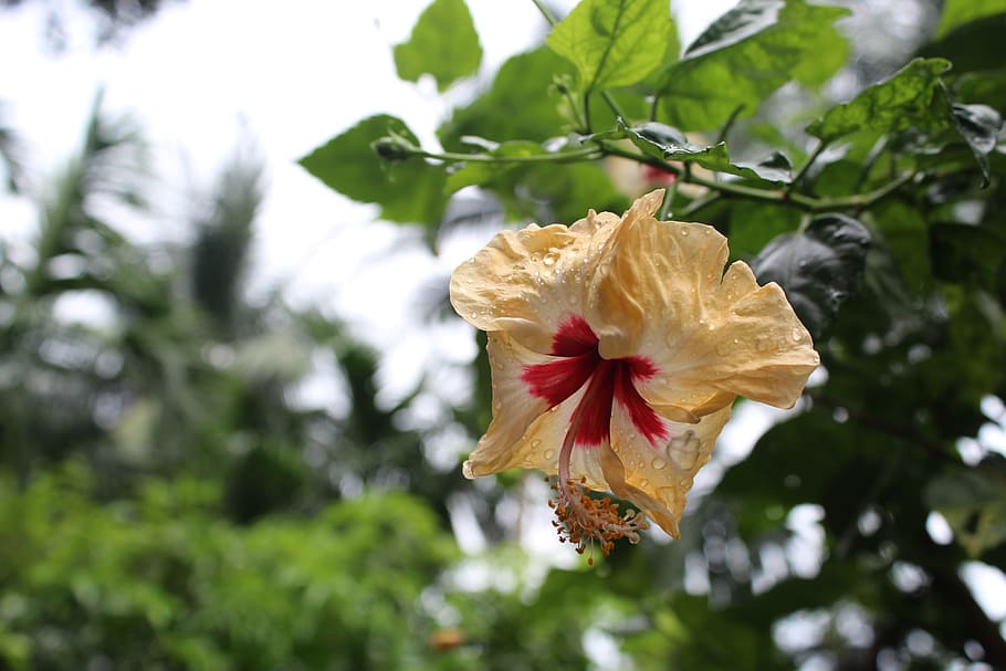 flora, flower, nature, leaf, garden, plant, fragility, vulnerability HD wallpaper