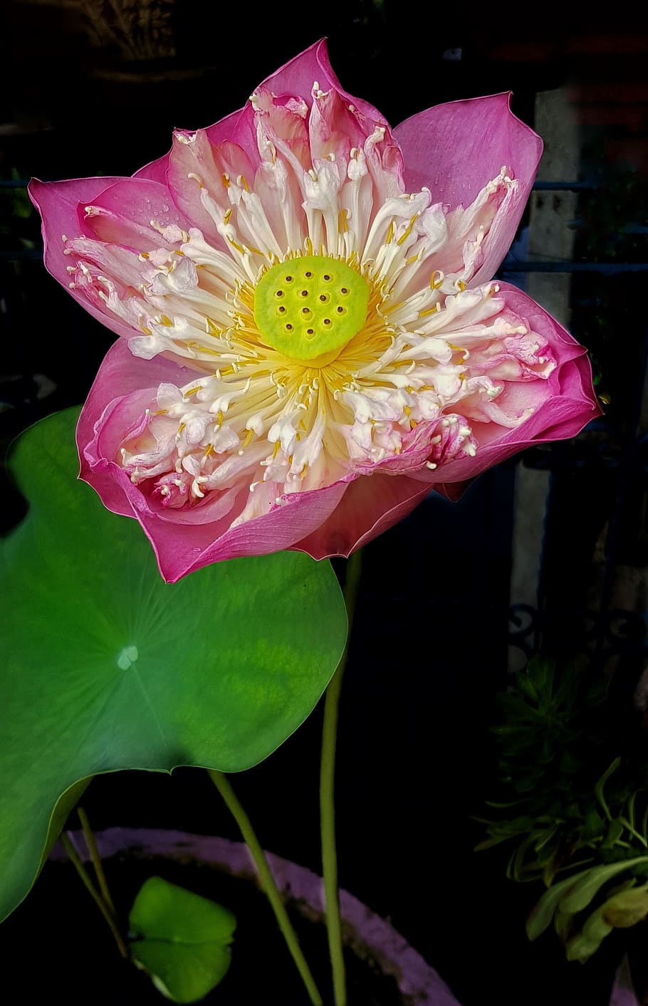 lotus, flower, large, open, pink, flora, nature, leaf, petal HD wallpaper