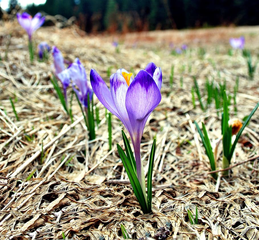 crocus, spring, tatry, mountains, polyana, meadow, flowers HD wallpaper