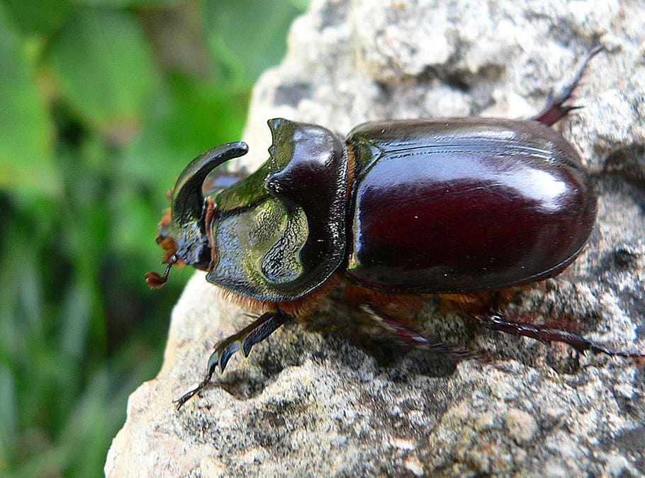 beetle, insect, stag, animal, nature, bug, fauna, wildlife, HD wallpaper