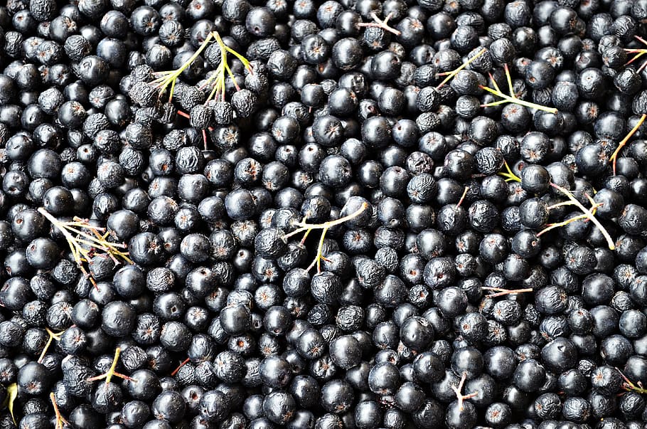 aronia, fruit, nature, vitamins, health, food, fresh, juice