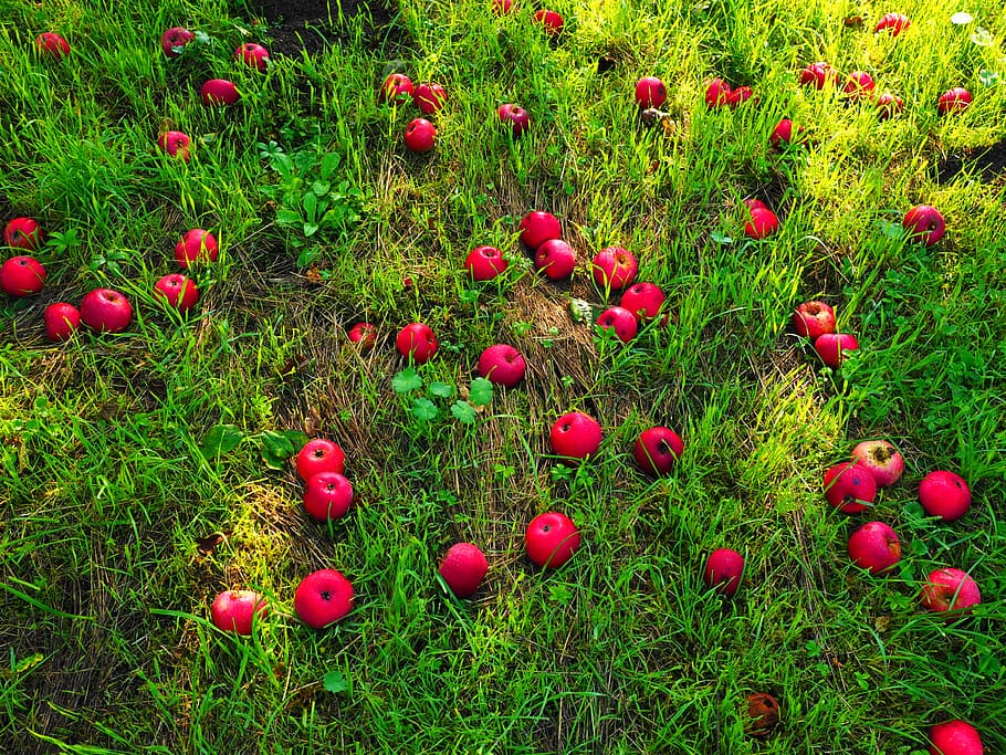 windfall, apple, fruit, red, meadow, orchard, ripe, fruits HD wallpaper