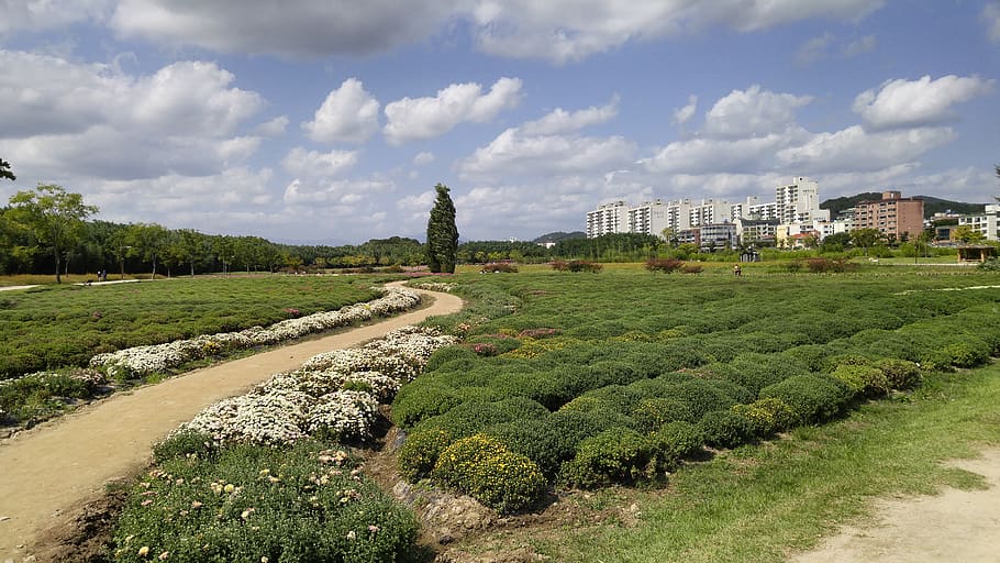 in a field for, ulsan, yang won-jin, plant, sky, cloud - sky, HD wallpaper