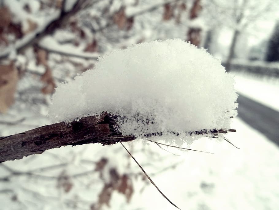 winter, snow, branch, tree, cold, away, landscape, cold temperature HD wallpaper