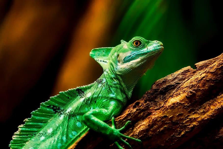 green gecko on green wood, lizard, reptile, closeup, macro HD wallpaper