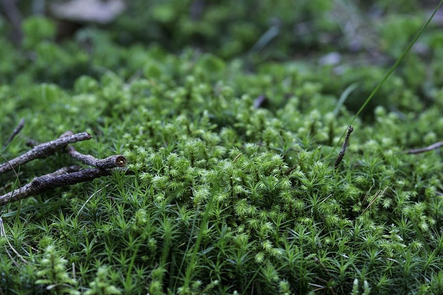 detail, forest, green, tree, woods, green color, growth, nature HD wallpaper