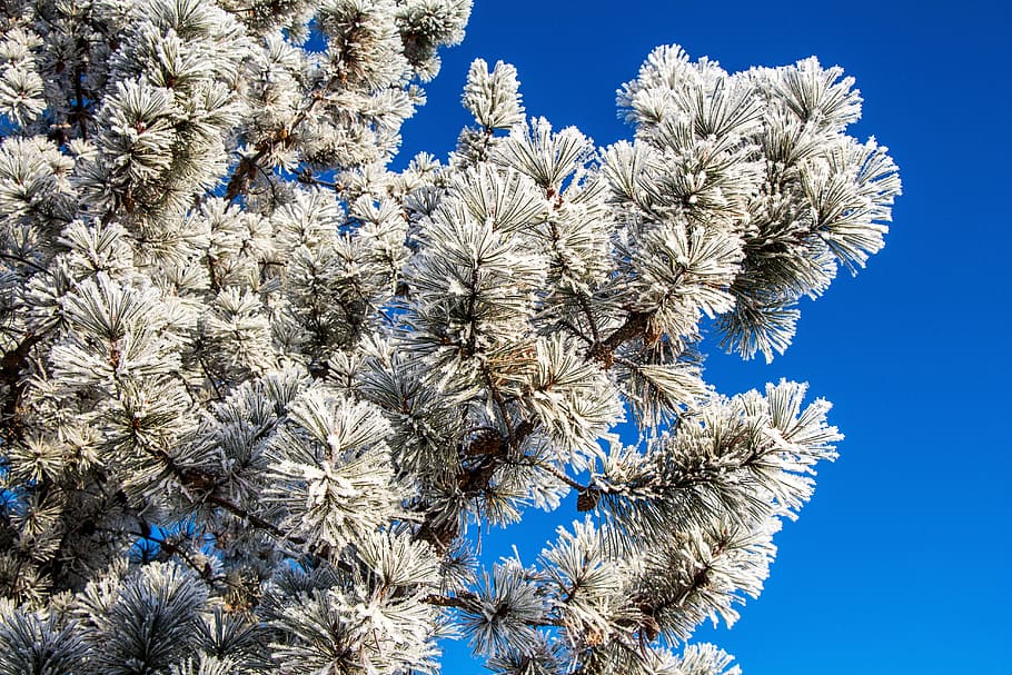 Winter, Hoar Frost, Snow, White, christmas, cold, season, xmas, HD wallpaper