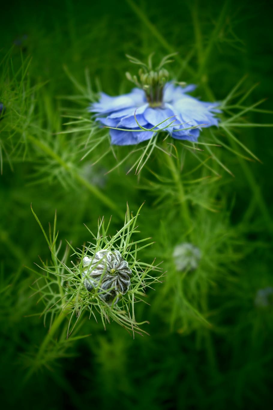 bud, macro, flower, blue, garden, plant, flowering plant, fragility HD wallpaper