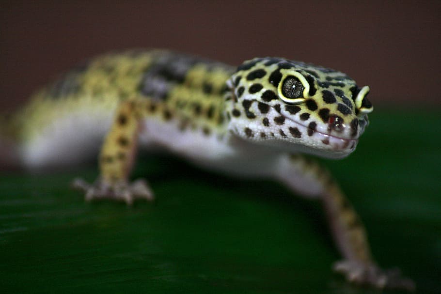 gecko, lizard, leoperdgecko, nature, creature, reptile, animal HD wallpaper