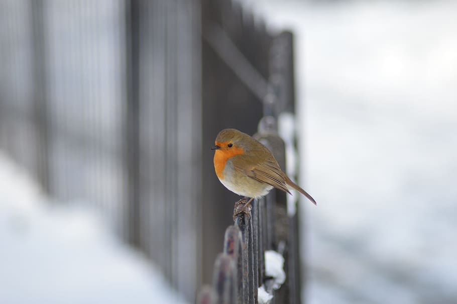 brown and orange bird on black metal fence, robin, red robin HD wallpaper