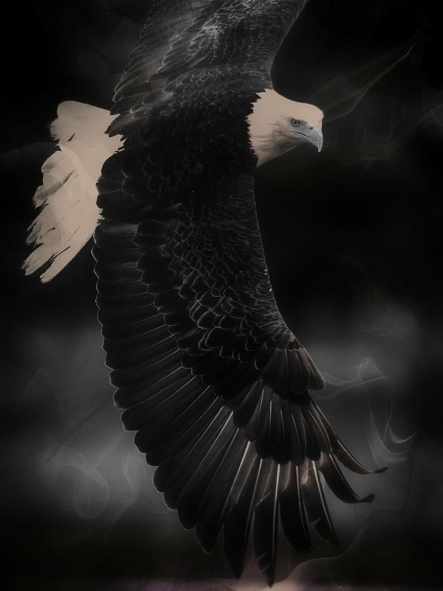 grayscale photo bald eagle digital wallpaper, king of the air, HD wallpaper