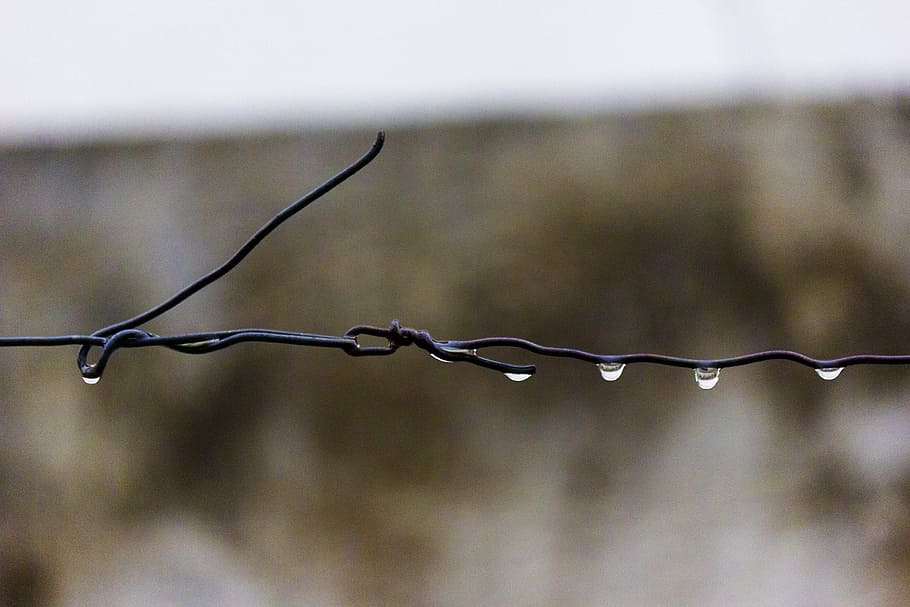 wire, barbed, rain, drops, wet, sharp, fence, barrier, raining