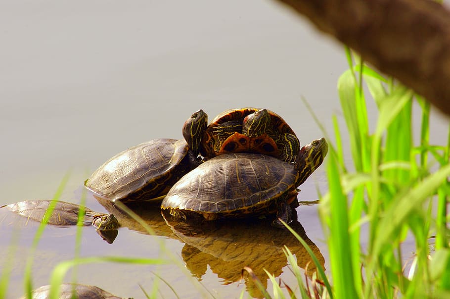 turtle, pond, clean, 3 animals, sun, animal wildlife, animal themes HD wallpaper