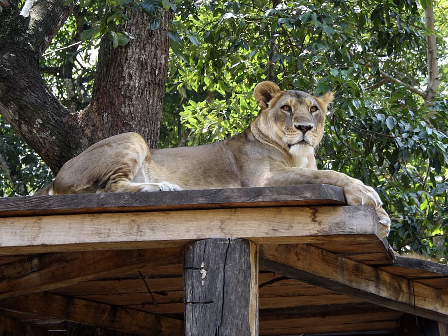 Jungle, Predator, Nature, Mammals, leone, wild, animal, fauna HD wallpaper