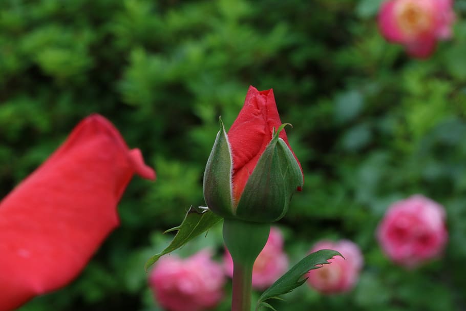 rose, flowers, spring, nature, beautiful, flowering plant, beauty in nature HD wallpaper