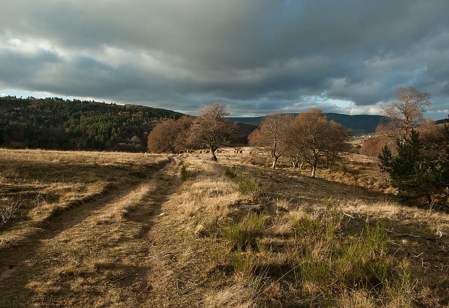 lozère, path, pastures, herd, field, tree, road, sky, hills HD wallpaper