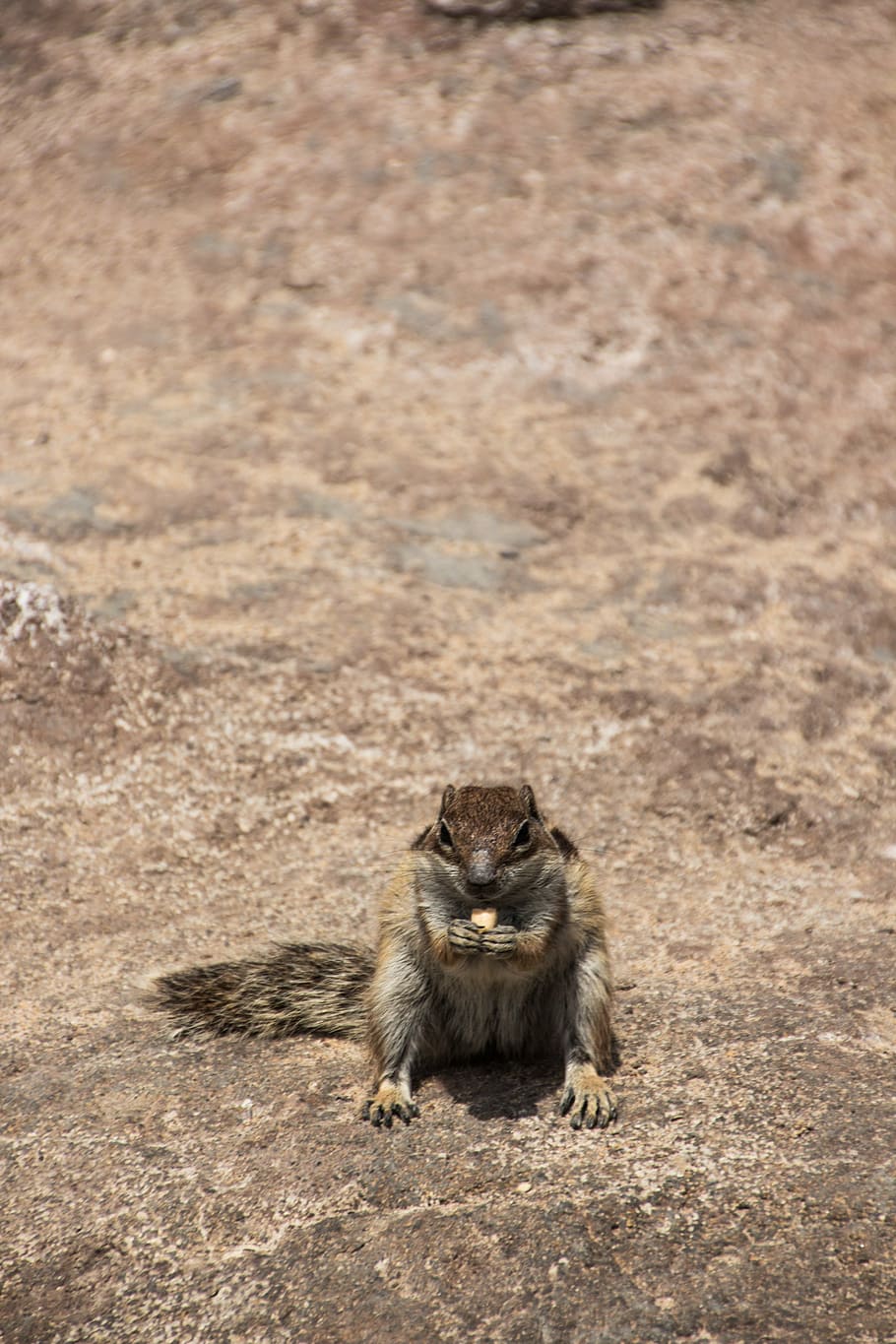 chipmunk, frontal, nager, rodent, squirrel, furry, canary islands HD wallpaper