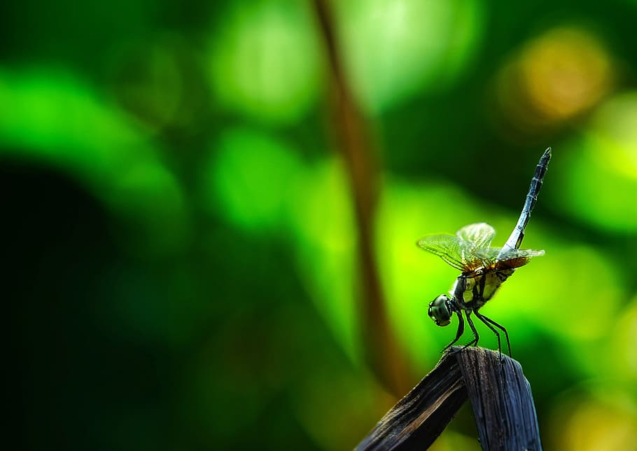 dragonfly, insect, branch, pond, wings, greenery, animal wildlife HD wallpaper