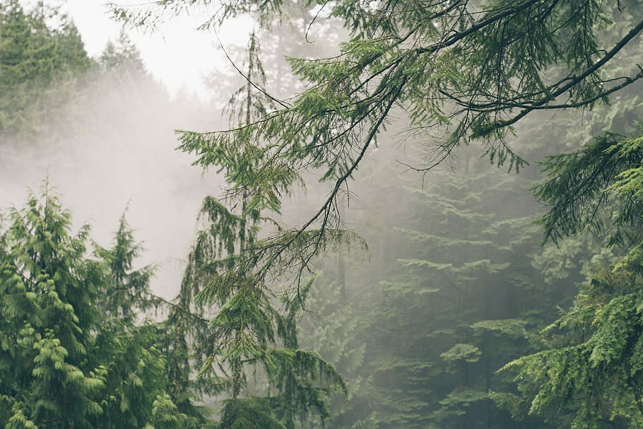 pine tree covered by mist, trees covered by fog, forest, nature HD wallpaper