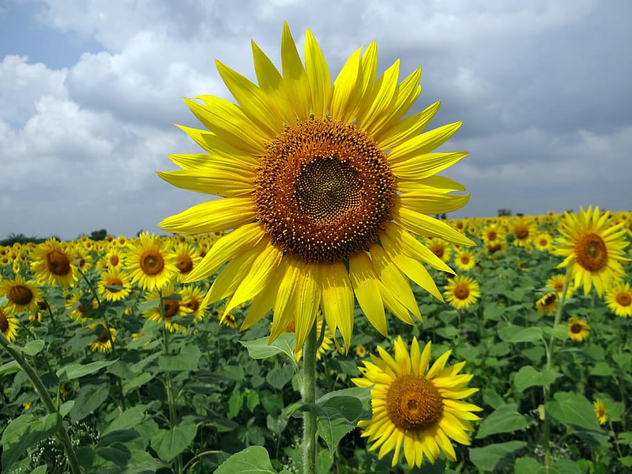sunflowers, karnataka, india, floral, plant, natural, blossom HD wallpaper