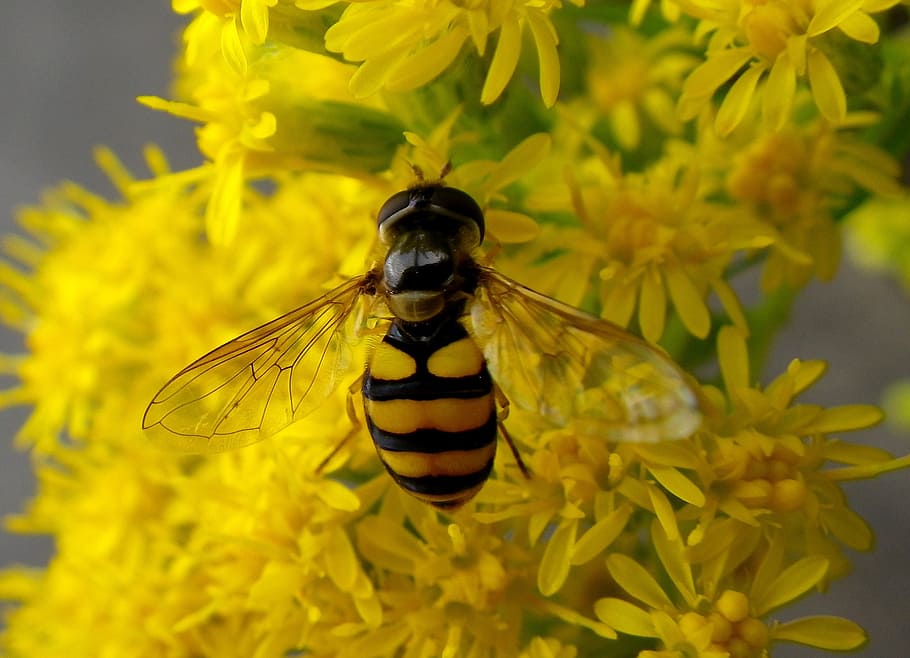 hoverfly, insect, macro, animal themes, flower, one animal HD wallpaper
