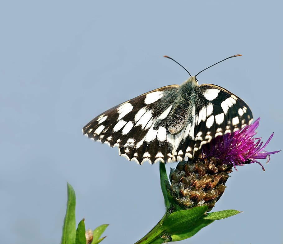 insect, nature, live, animal themes, one animal, animal wildlife HD wallpaper