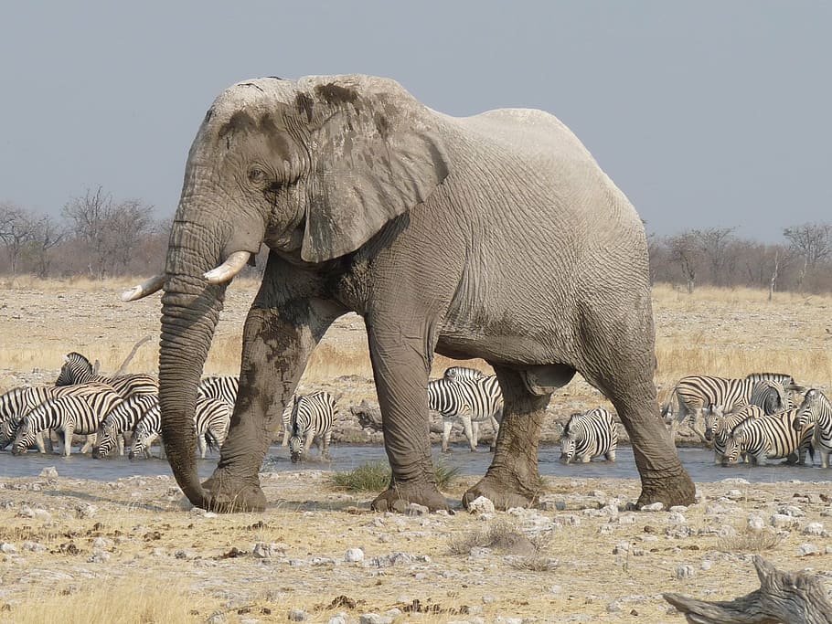 gray elephant standing on rock field, etosha, namibia, africa HD wallpaper