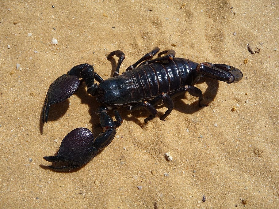 black scorpion on sand, Emperor, Scorpion, Desert, Sand, Nature, HD wallpaper