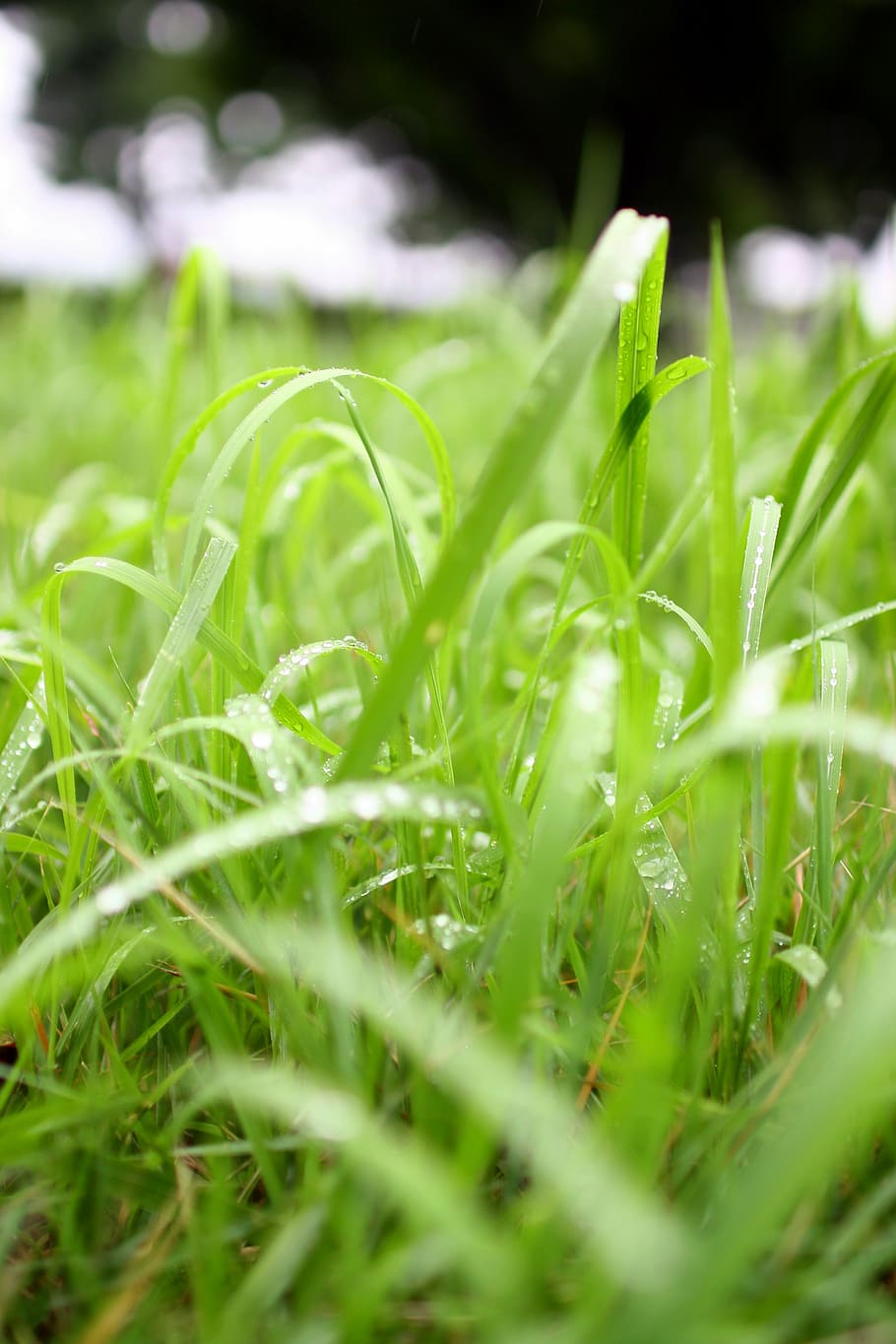 nature, grass, raindrops, plant, green color, selective focus HD wallpaper