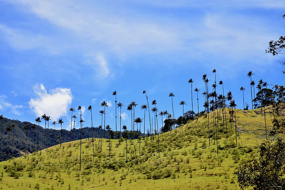 green leafed trees under white clouds, valley, cocora, salento, HD wallpaper