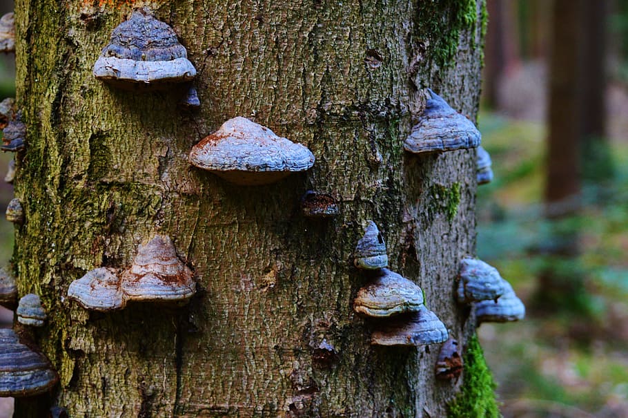 HD wallpaper: Tree Fungus, Mushroom, baumschwamm, tribe, log, nature ...