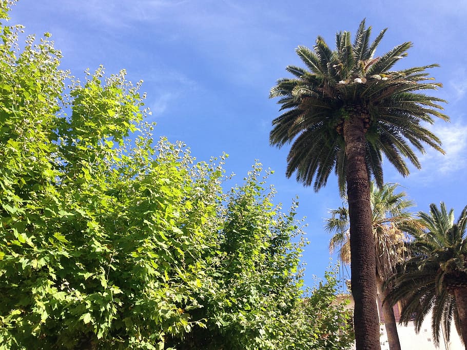 Palm Tree, Palm, Tree, Tropical, Summer, beach, travel, cannes HD wallpaper
