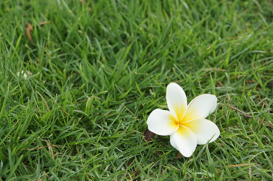 flower, plant, fragility, vulnerability, flowering plant, petal HD wallpaper