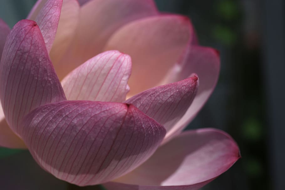 Lotus, Petal, Thread, Macro, flower, nature, fragility, flower head HD wallpaper