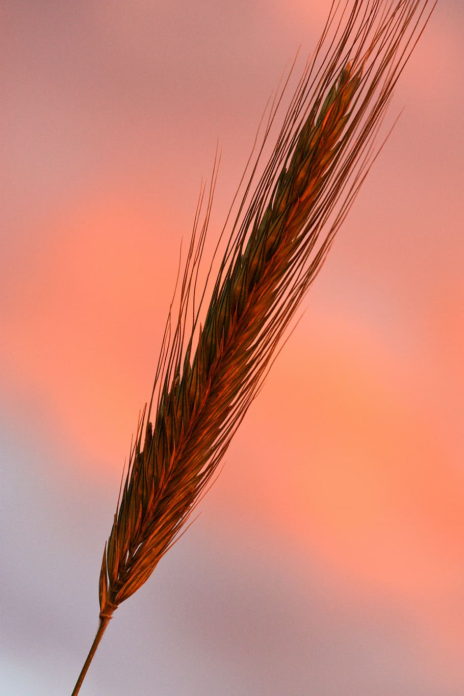 Rye, Sunset, Resilient, Crop, Landscape, farm, gold, field HD wallpaper