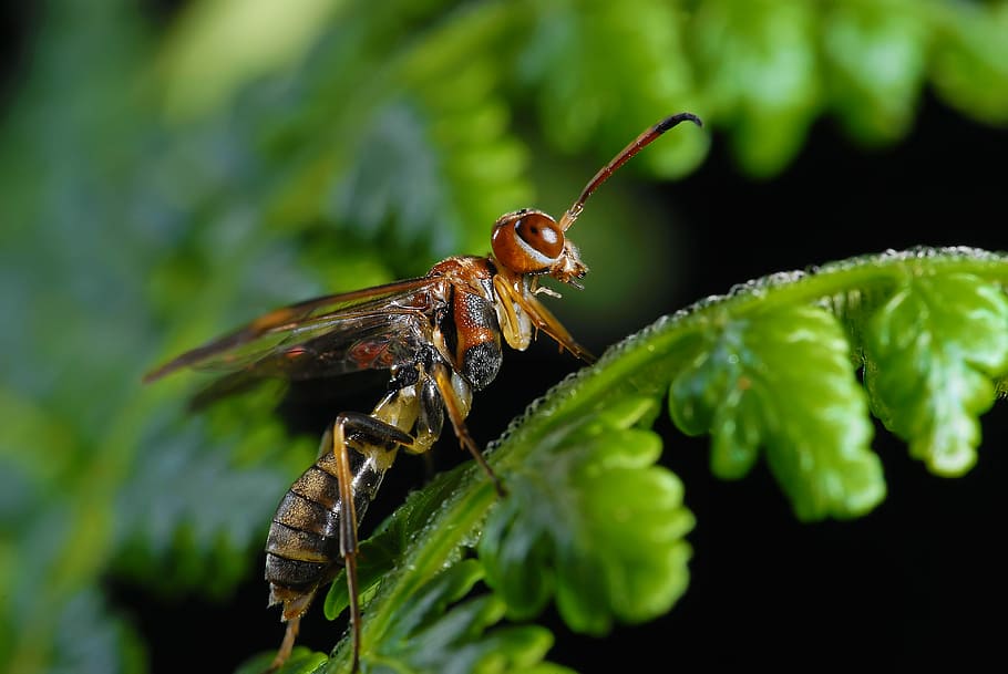 insect, nature, leaf, wildlife, outdoor, animal themes, animal wildlife HD wallpaper