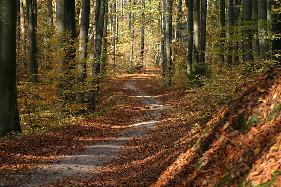 empty pathway between trees during daytime, autumn, foliage HD wallpaper
